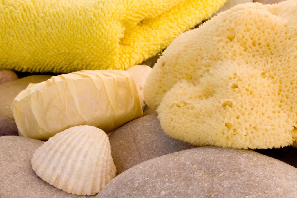 Sea Sponge
