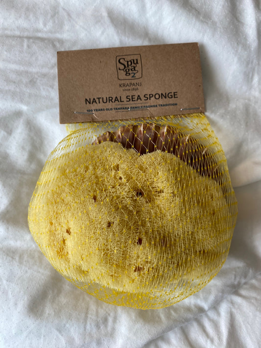 Sea Sponge