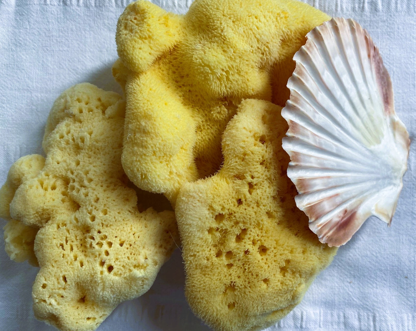 Sea Sponge